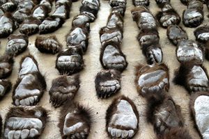 Rusos intentan traficar 213 patas de oso en China