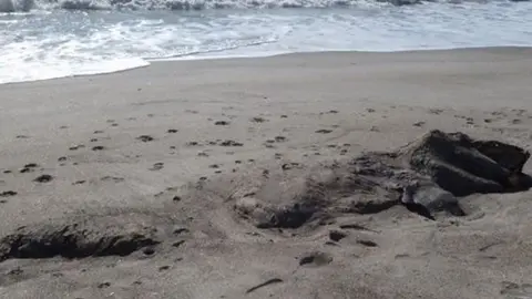 Encuentran cadáver de 'monstruo marino' en costas de Nueva Zelanda
