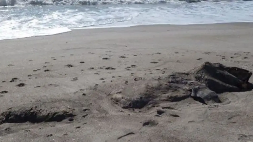 Encuentran cadáver de 'monstruo marino' en costas de Nueva Zelanda