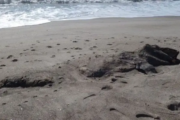 Encuentran cadáver de 'monstruo marino' en costas de Nueva Zelanda