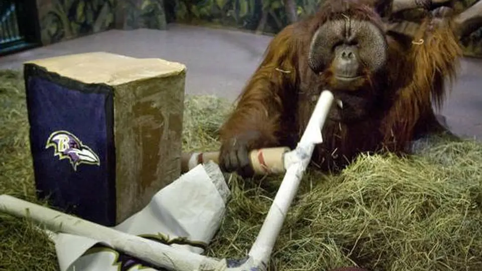 Eli, el orangután, elige a Seattle como campeón del SB