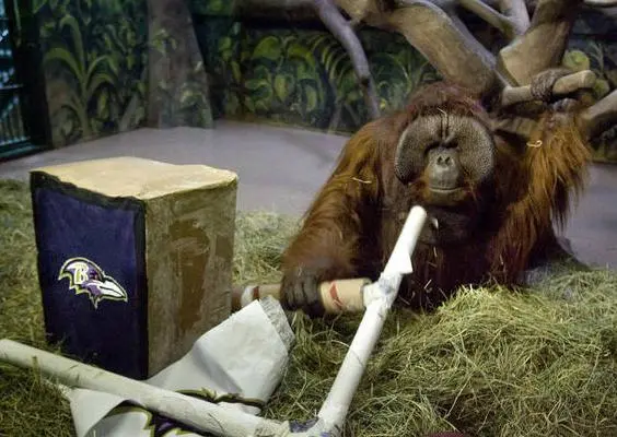 Eli, el orangután, elige a Seattle como campeón del SB