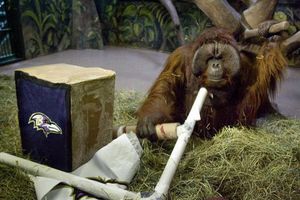 Eli, el orangután, elige a Seattle como campeón del SB