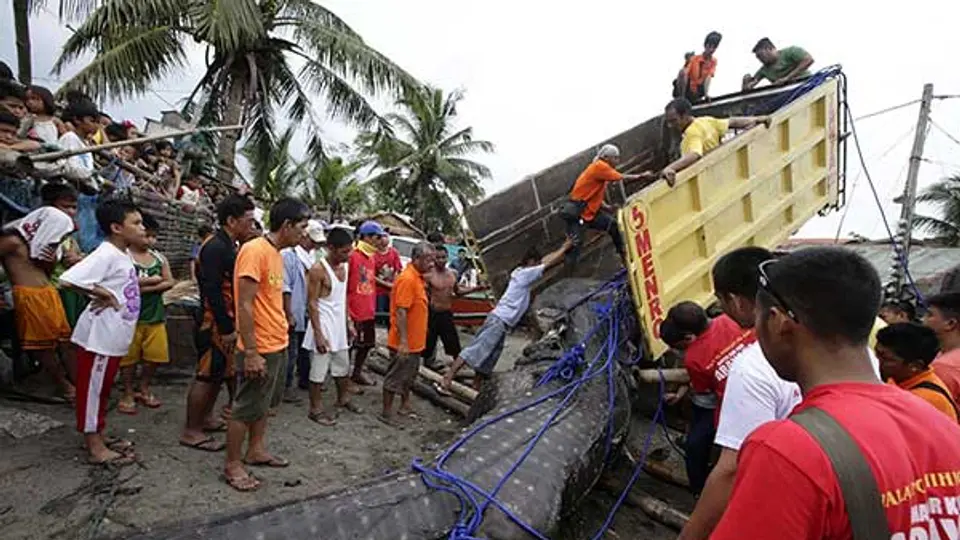 Encuentran tiburón de 300 kilos en playa filipina