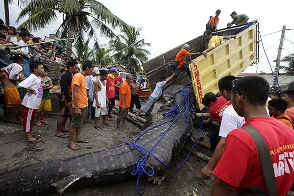 Encuentran tiburón de 300 kilos en playa filipina