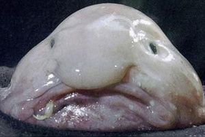 'Pez borrón', animal más feo del mundo