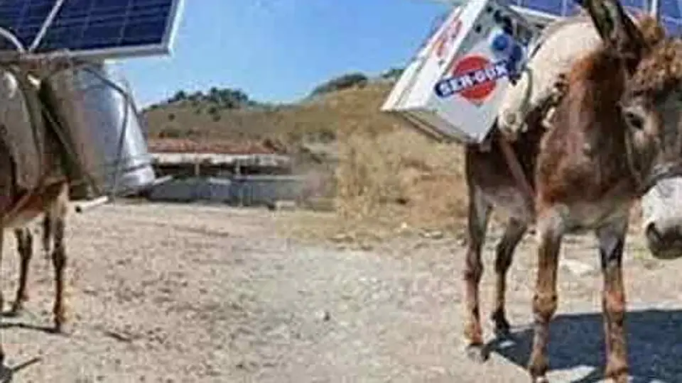 Burros cargan antenas Wi-Fi para campesinos