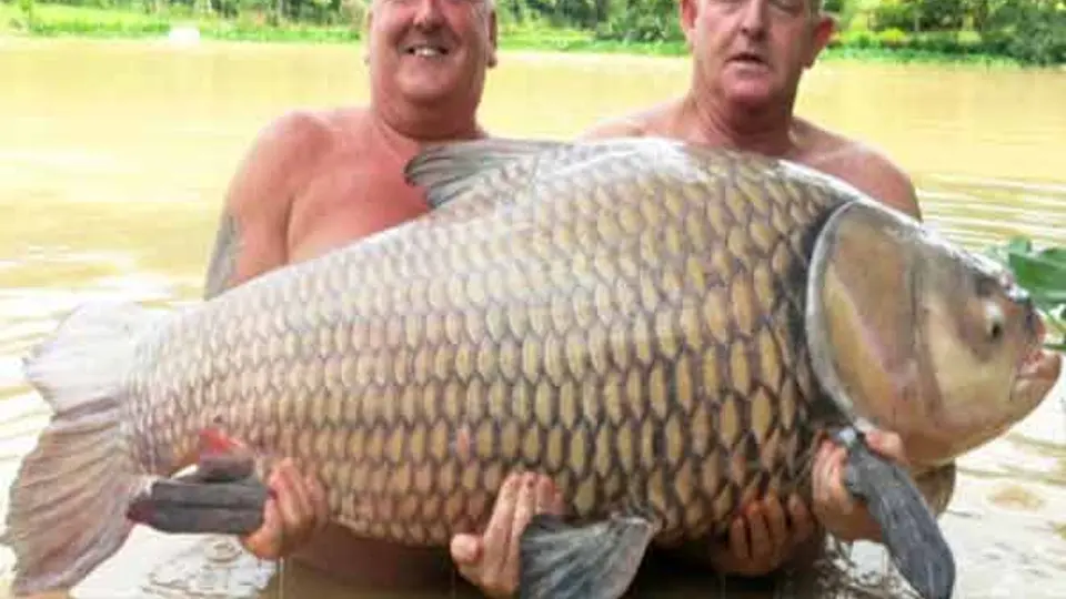 ¡Qué 'truchota'!, pesa más de 60 kilos