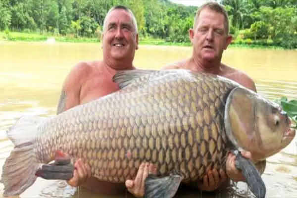 ¡Qué 'truchota'!, pesa más de 60 kilos