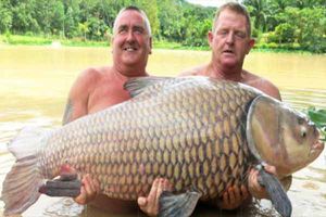 ¡Qué 'truchota'!, pesa más de 60 kilos