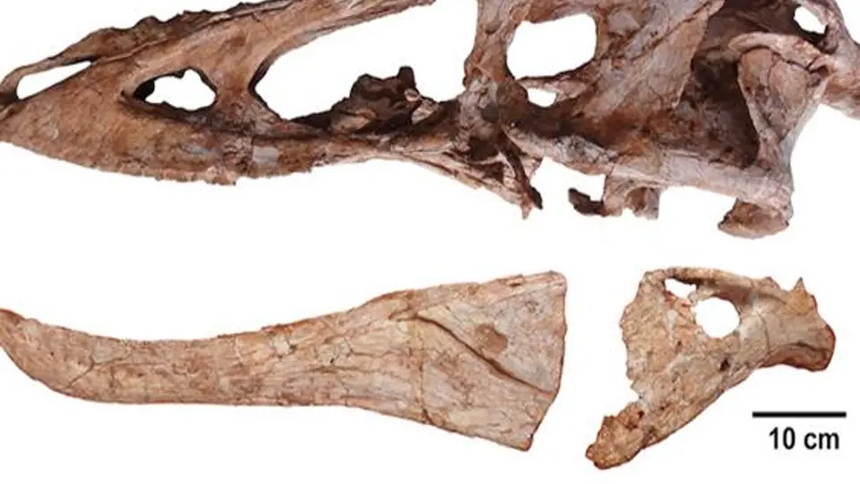 'Pinocho Rex', nuevo descubrimiento paleontológico
