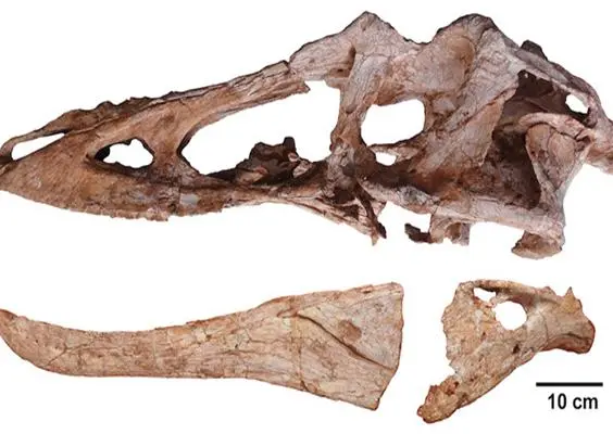 'Pinocho Rex', nuevo descubrimiento paleontológico
