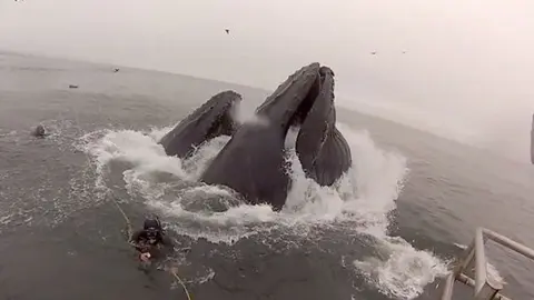 Buzo se salva de ser devorado por ballena