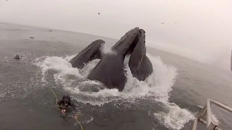 Buzo se salva de ser devorado por ballena