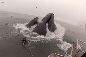 Buzo se salva de ser devorado por ballena
