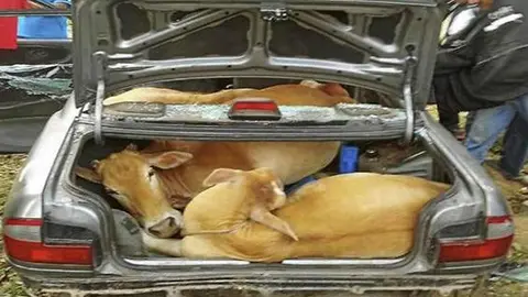 Ladrones encajuelan cuatro vacas