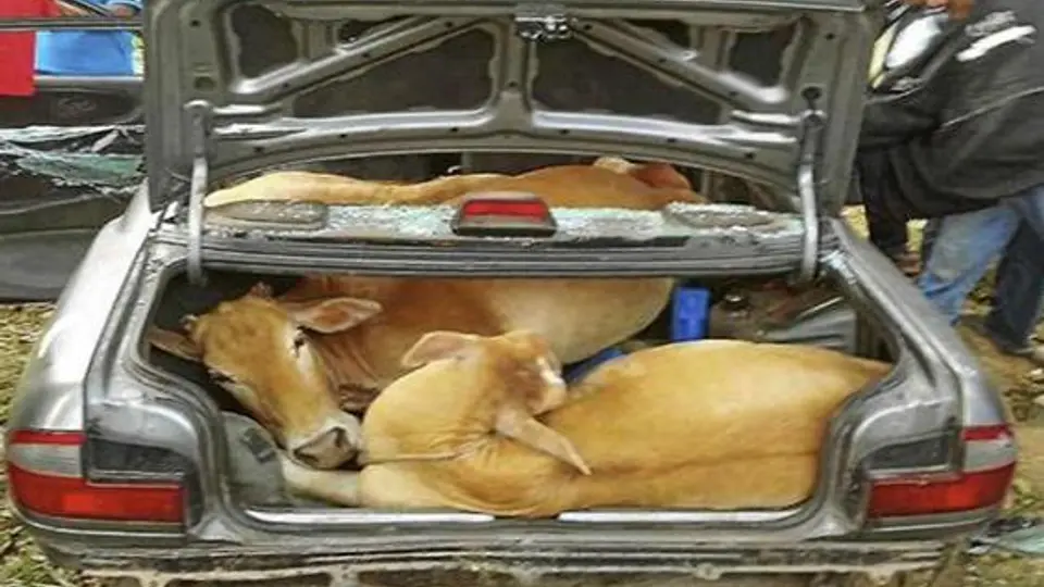 Ladrones encajuelan cuatro vacas