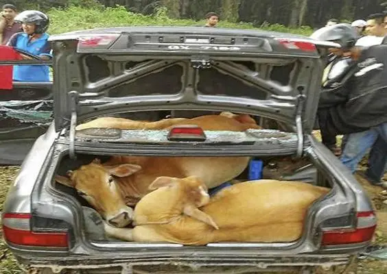Ladrones encajuelan cuatro vacas