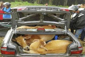 Ladrones encajuelan cuatro vacas