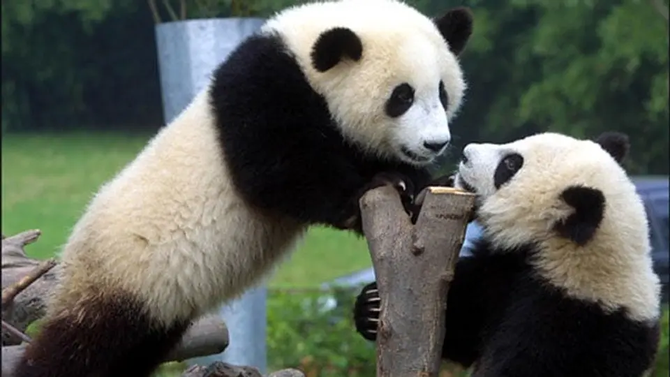 Pandas chinos tendrán su propio reality show