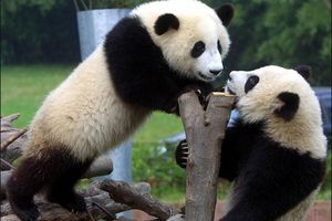 Pandas chinos tendrán su propio reality show