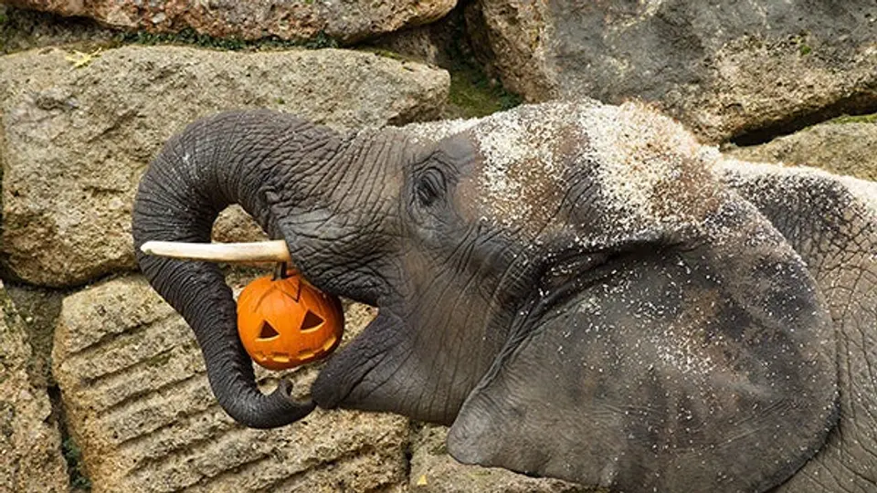 Un Halloween para 'comer o nadar'