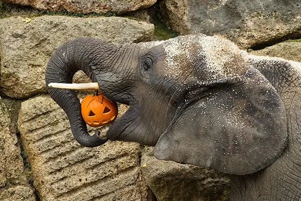 Un Halloween para 'comer o nadar'