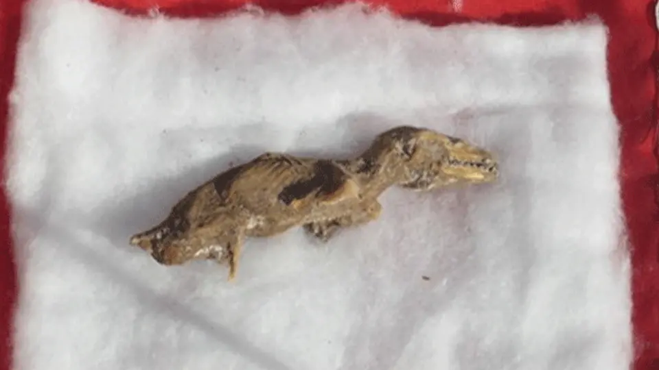 En Perú descubren feto de dinosaurio