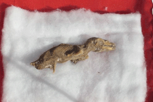 En Perú descubren feto de dinosaurio