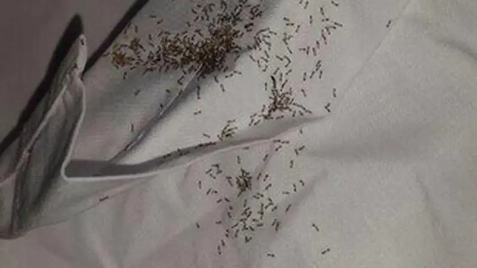 Hormigas invaden hotel de Uruguay