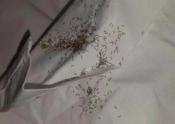 Hormigas invaden hotel de Uruguay