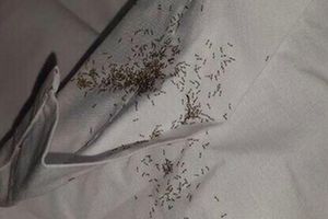 Hormigas invaden hotel de Uruguay