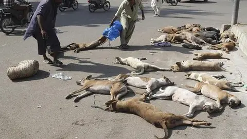 Envenenan a perros callejeros en Pakistán