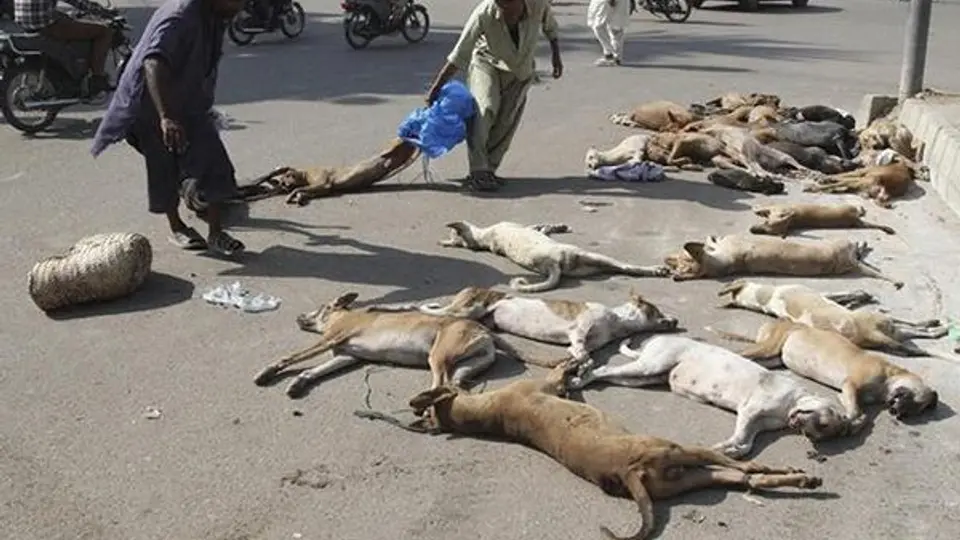 Envenenan a perros callejeros en Pakistán