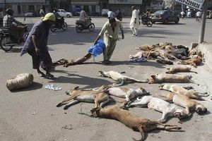 Envenenan a perros callejeros en Pakistán
