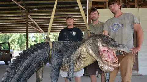 Cazadores posan con lagarto de 761 kilos