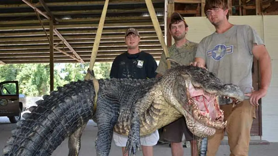 Cazadores posan con lagarto de 761 kilos