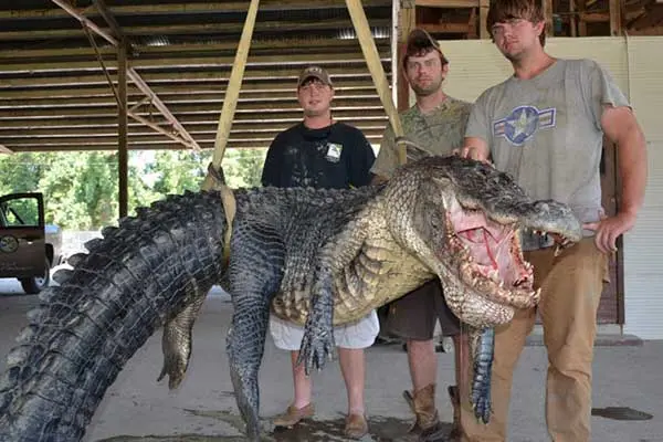 Cazadores posan con lagarto de 761 kilos