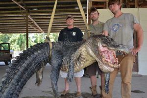 Cazadores posan con lagarto de 761 kilos