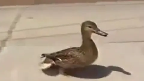 'Mamá pato' pide ayuda para rescatar a sus crías
