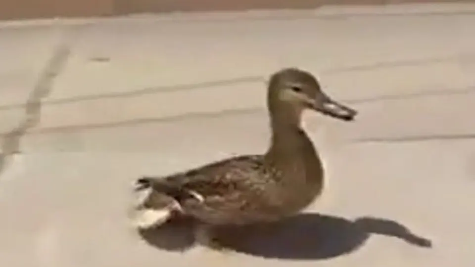 'Mamá pato' pide ayuda para rescatar a sus crías