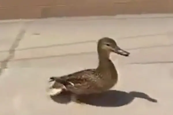 'Mamá pato' pide ayuda para rescatar a sus crías