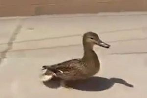 'Mamá pato' pide ayuda para rescatar a sus crías