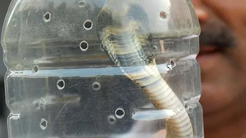 Evitan crueldad hacia las serpientes en India