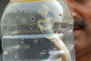 Evitan crueldad hacia las serpientes en India