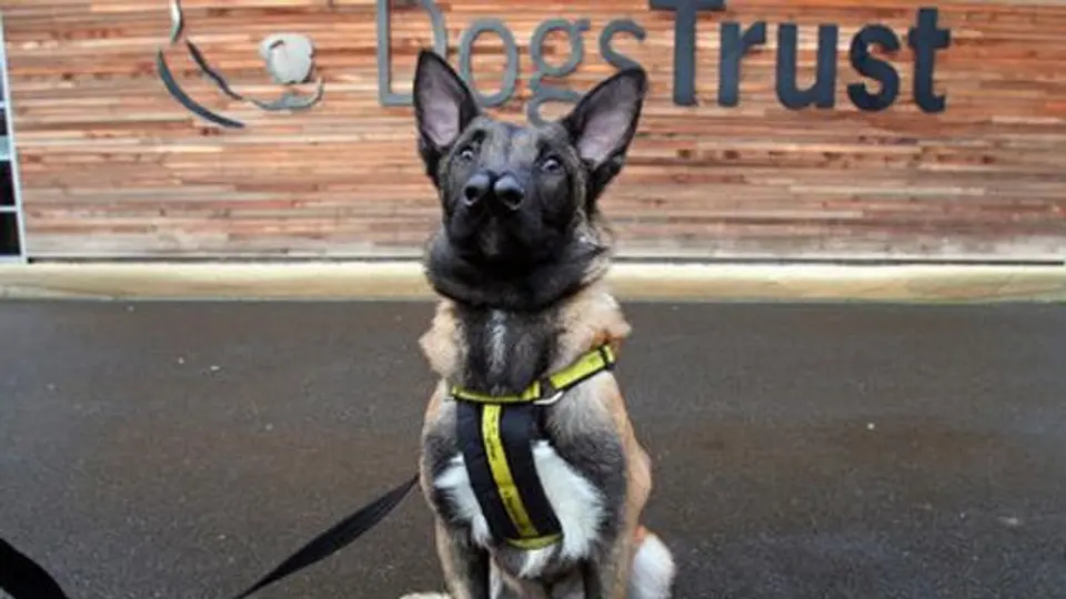 Snuffles, el perro con nariz doble