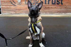 Snuffles, el perro con nariz doble