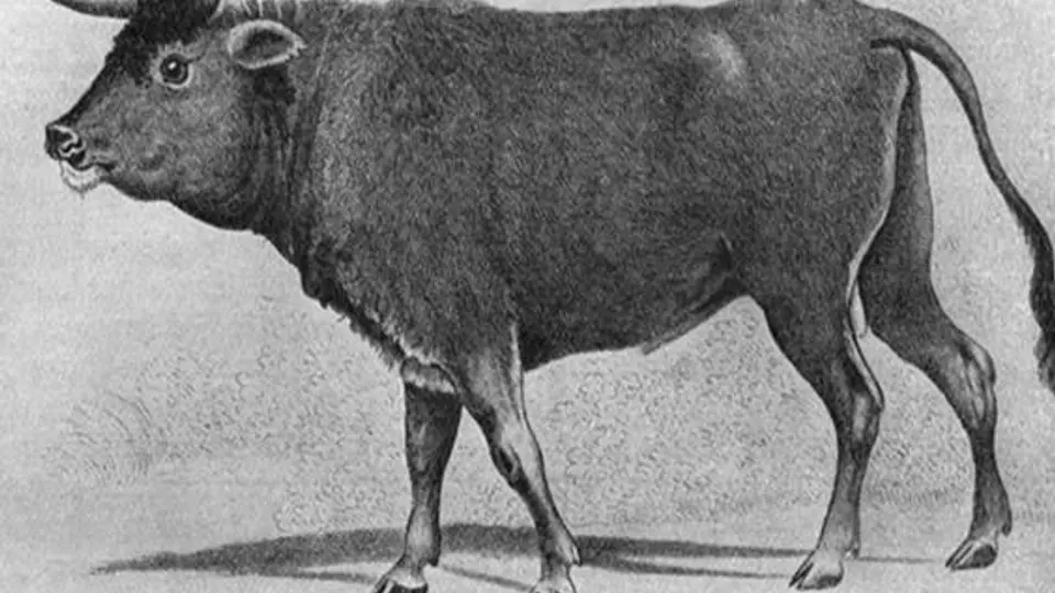Encuentran restos del toro más antiguo