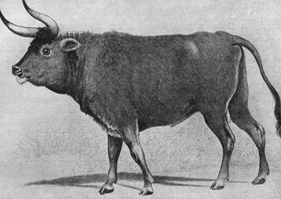 Encuentran restos del toro más antiguo