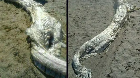 'Bestia mítica' aparece en playa de España